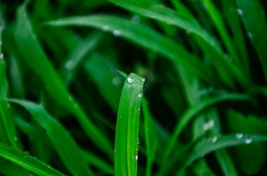 çimen yaprakları çiğ damlalarıyla