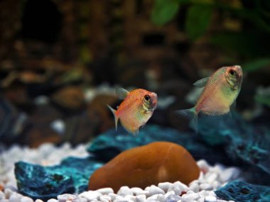 Tatlı Su Barb veya Cam Balık