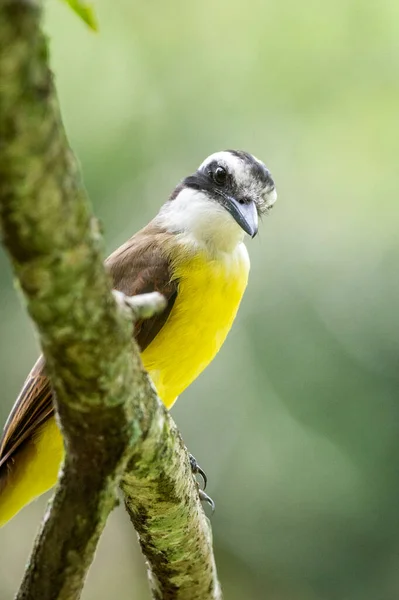 Vacker Gul Tropisk Fågel Grön Regnskog Landskap Botaniska Trädgården Rio — Stockfoto