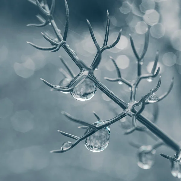 Planta Com Gotas Chuva Dias Chuvosos Primavera — Fotografia de Stock