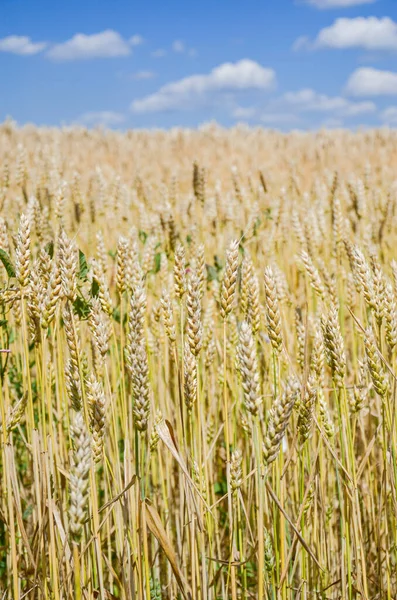 Spikeletten Van Tarwe Tegen Lucht Een Symbool Van Oekraïne — Stockfoto