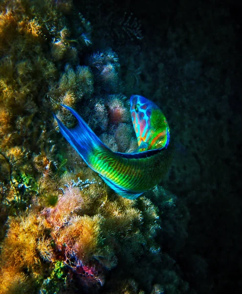 美丽的地中海彩虹孔雀蟹觅食 — 图库照片