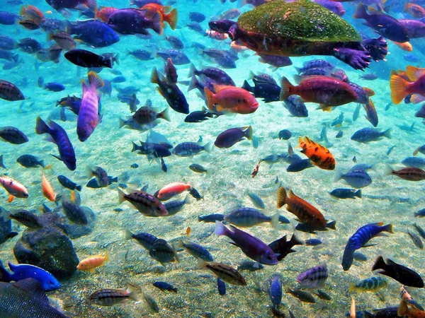 Uma Escola Peixes Ornamentais Coloridos Diversos — Fotografia de Stock