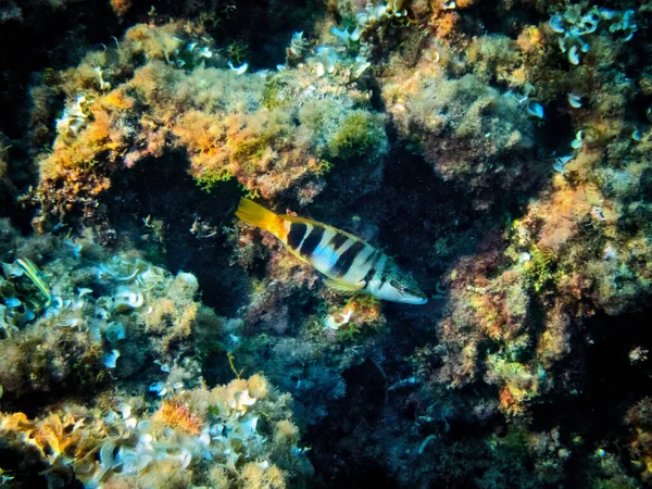 Mediterráneo Peces Peluqueros Pintados Bajo Agua —  Fotos de Stock