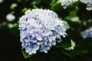 Leylak ve mavi ortanca çiçek açar.