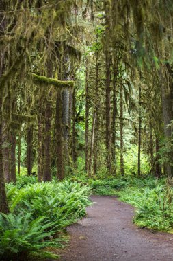 Yeşillik ormanlarda yetişen ağaçların katmanları
