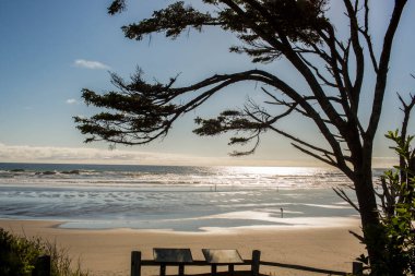 Geniş, parlak, mavi bir sahil sahnesi, genişleyen bir ağacı olan..