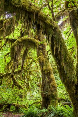 Yosun ormandaki eski akçaağaç ağaçlarından sarkmaktadır.