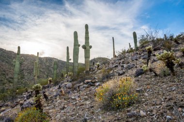 Koruma parkında yürüyen bir ağaç kaktüsü türü.