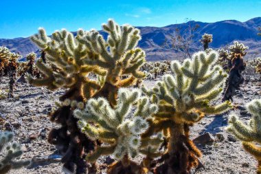 Mojave Çölü 'nde saplarla kaplı tüylü bir omurga.