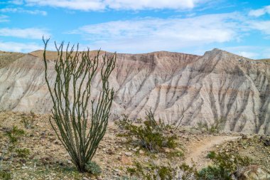Mekke Tepeleri sıradağlarında açan renkli bir Ocotillo Kaktüsü.