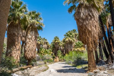 Parkın patikasında kocaman ve uzun ömürlü bir çiçek bitkisi.