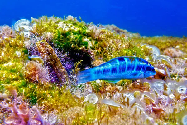 在马耳他的巴哈尔奇 卡格哈格 一只罕见的蓝色孔雀鱼在岩石礁外觅食 其背景是淡褐色的 — 图库照片