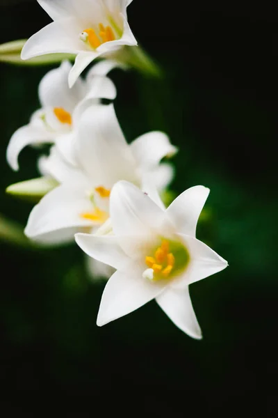 Lys Tropicaux Sauvages Avec Des Centres Jaunes Des Feuilles Vertes — Photo