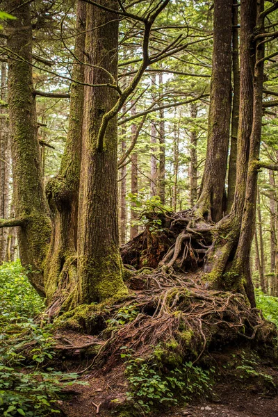 苔むした古い成長の森の中の木や根の塊 — ストック写真