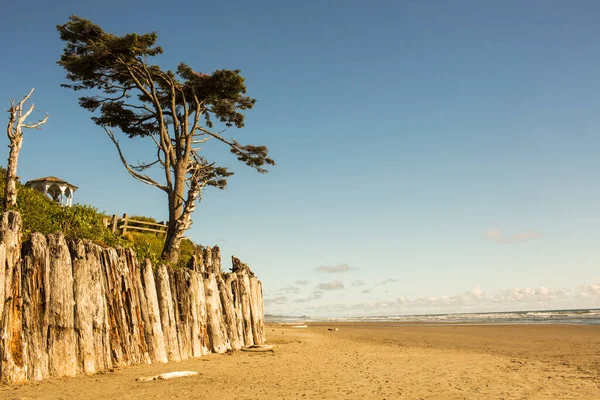 Prázdná Pláž Naplaveným Dřevem Mořská Zeď Slunečný Den — Stock fotografie