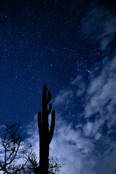 Fotografía Del Cielo Nocturno Con Silohuette Cactus Solitario —  Fotos de Stock