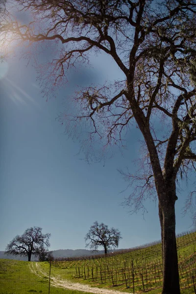 Veduta Querce Vigne Metà Giornata Paso Robles — Foto Stock