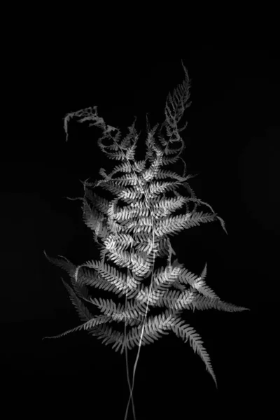Абстрактний Чорно Білий Квітковий Фон Багатоекспозиція — стокове фото