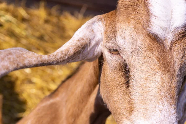 农场上的红山羊肖像 — 图库照片
