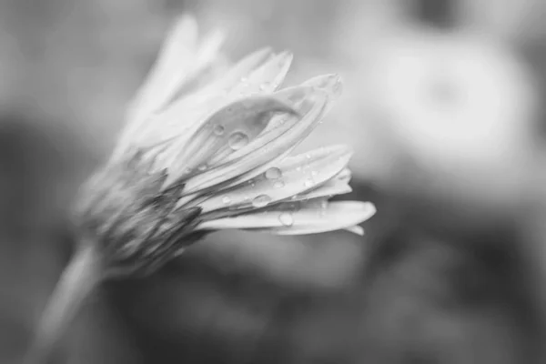 Rozmarný Květ Kapkami Vody — Stock fotografie