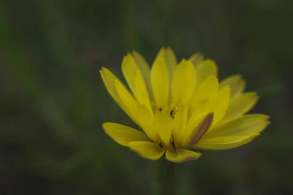 Fioritura Fiore Giallo Giardino — Foto Stock