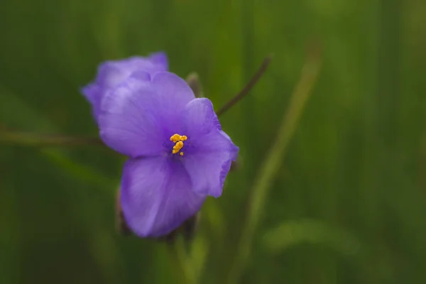 Fioletowy Kwiat Pająka Kwitnący Ogrodzie — Zdjęcie stockowe