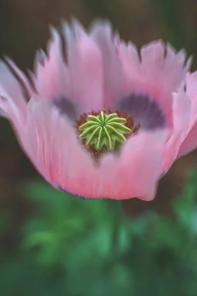 Vahşi Çiçek Pembe Gelincik Bahçede — Stok fotoğraf