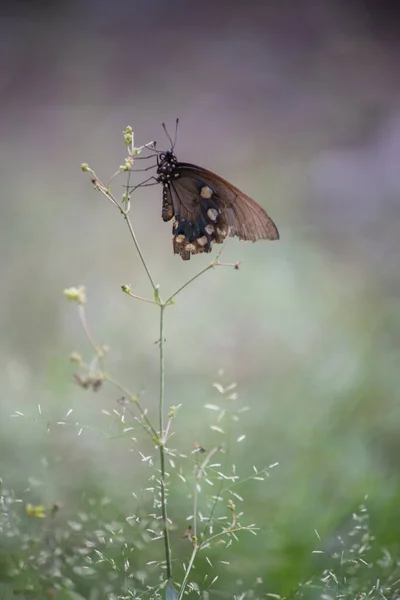 Mariposa Cola Golondrina Blac Parque Nacional Big Bend Texas — Foto de Stock