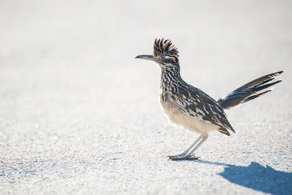 Greater Roadrunner Big Bend National Park Texas — Stock Photo, Image