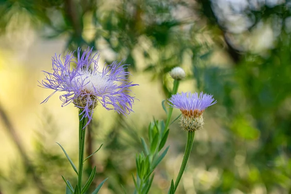 Lavendel Prickly Blommor Tagna Utomhus — Stockfoto