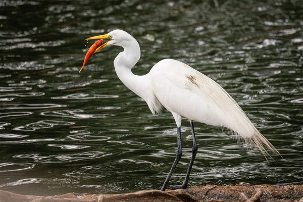 Egret Comer Pez Dorado Cerca Del Agua —  Fotos de Stock