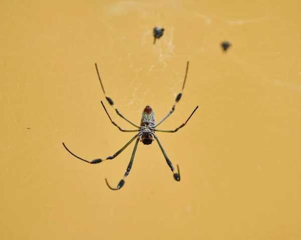 Nephila Αράχνη Γνωστή Χρυσή Μεταξένια Αράχνη Λόγω Του Χρώματος Του — Φωτογραφία Αρχείου