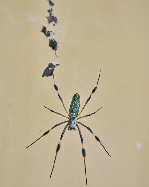 由于蜘蛛网的颜色而被称为金丝蜘蛛的尼泊尔蜘蛛 — 图库照片