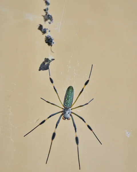 Nephila Pók Néven Ismert Arany Selyem Pók Miatt Színe Háló — Stock Fotó