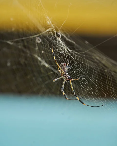 Nephila Αράχνη Γνωστή Χρυσή Μεταξένια Αράχνη Λόγω Του Χρώματος Του — Φωτογραφία Αρχείου