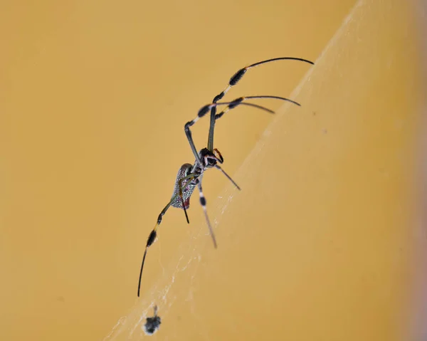 Ağının Renginden Dolayı Altın Ipek Örümcek Olarak Bilinen Nephila Örümceği — Stok fotoğraf