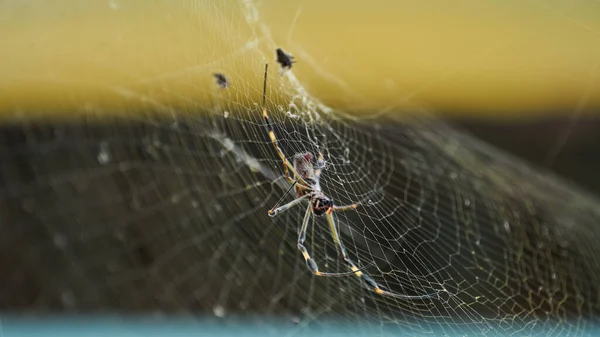 由于蜘蛛网的颜色而被称为金丝蜘蛛的尼泊尔蜘蛛 — 图库照片
