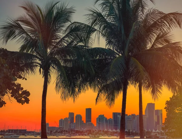 Tramonto Miami Usa Florida Palme Tropicali — Foto Stock