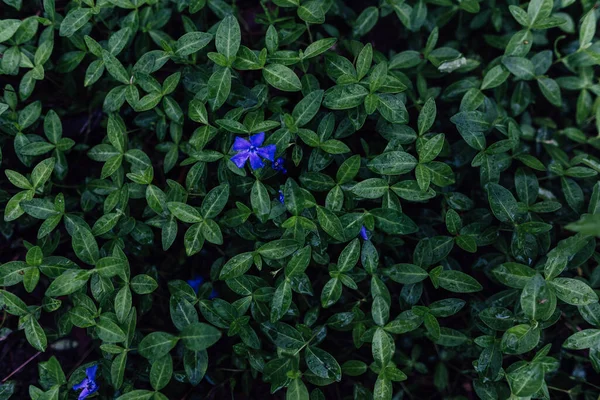 Μικρό Μπλε Λουλούδι Στη Μέση Πολλών Φύλλων — Φωτογραφία Αρχείου