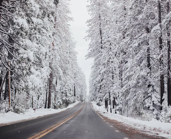 Plowed Road Tall Snow Covered Trees Winter — Stock Photo, Image