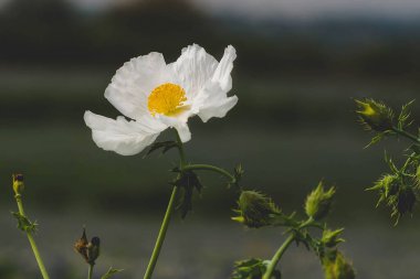 Orta Teksas 'ta Baharda Beyaz Gelincik
