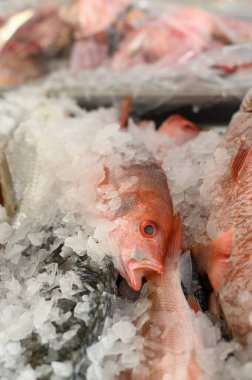 Buzda taze balık