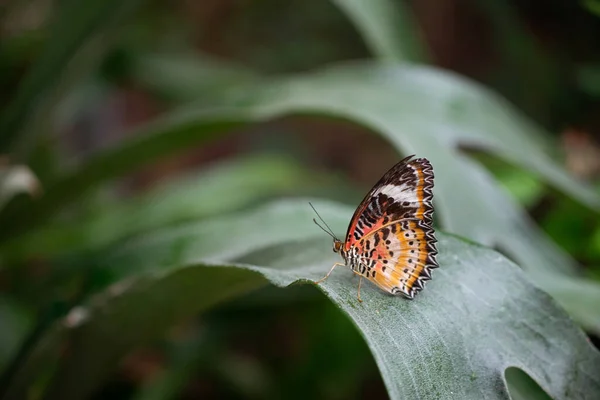 Lacewing Butterfly Sentado Folha Texas — Fotografia de Stock