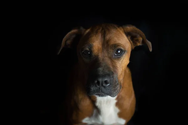 Boxer Hond Achtergrond — Stockfoto