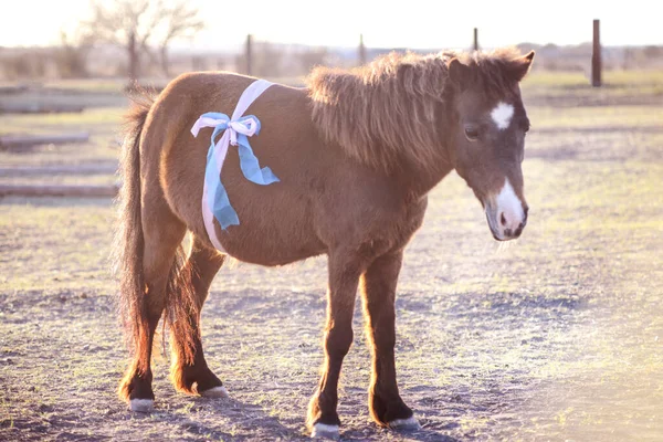 Cavallo Pony Maternità Sessione Fattoria — Foto Stock