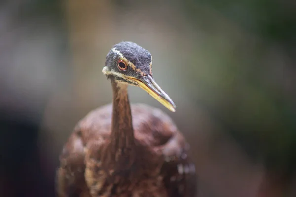 Amerika Nın Tropikal Bölgelerinden Gündoğumu Kuşu — Stok fotoğraf