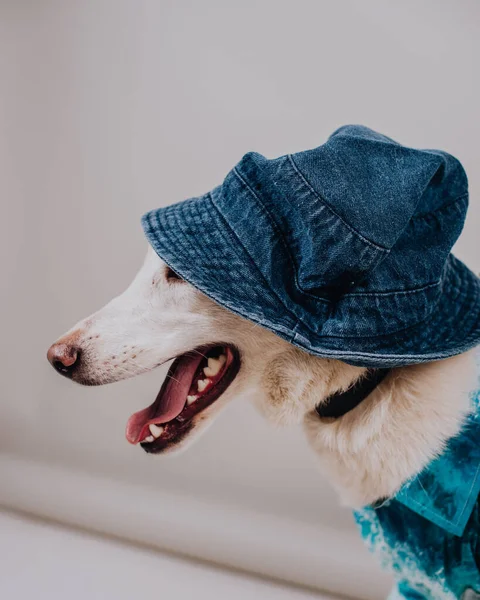 Собака Рубашке Шляпе — стоковое фото