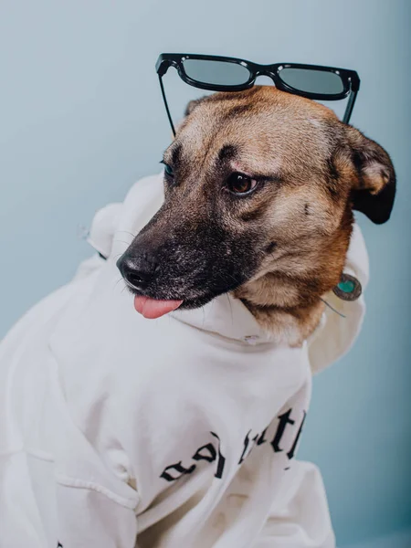 Cão Camisa Óculos — Fotografia de Stock