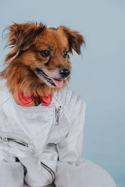 Cão Vermelho Camisa Sorrisos — Fotografia de Stock